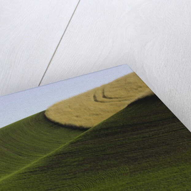Green and yellow wheat fields in the Palouse Hills of Washington by Anonymous