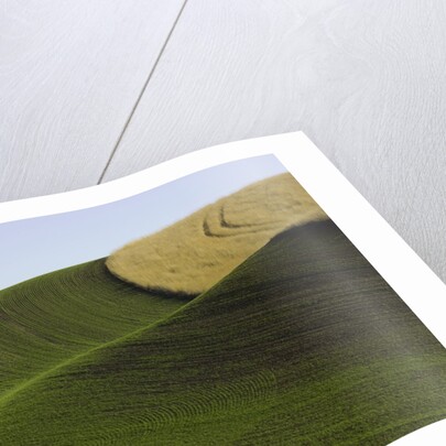 Green and yellow wheat fields in the Palouse Hills of Washington by Anonymous