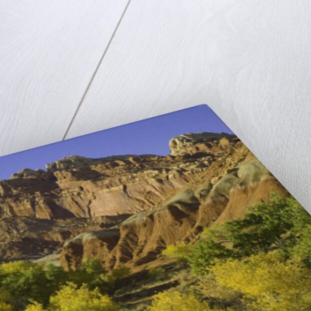 Cottonwood trees and sandstone bluffs in Capitol Reef National Park by Anonymous