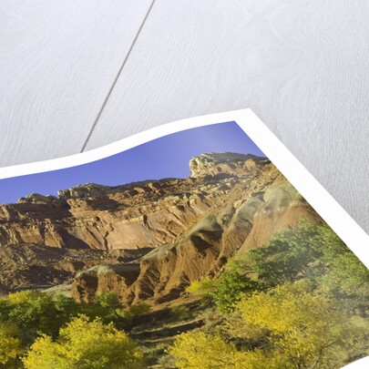 Cottonwood trees and sandstone bluffs in Capitol Reef National Park by Anonymous