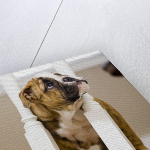 Bulldog puppy with head between balusters by Anonymous