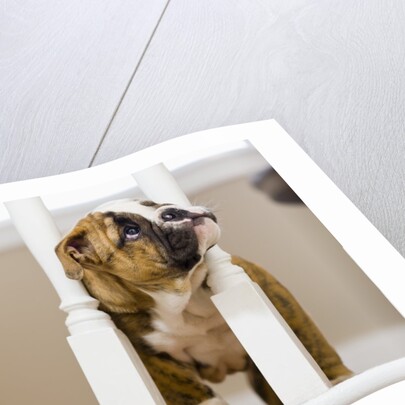 Bulldog puppy with head between balusters by Anonymous