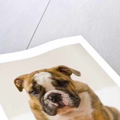 Bulldog puppy by Anonymous
