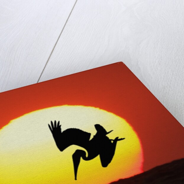 Brown Pelican Diving in Front of Setting Sun by Anonymous