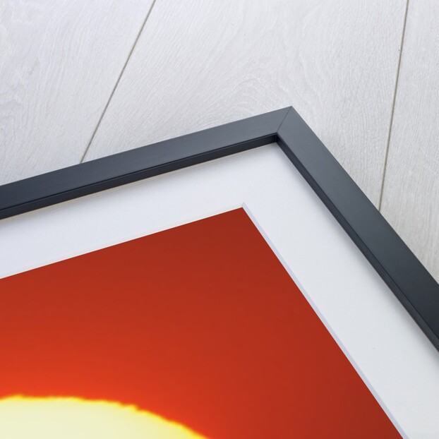 Brown Pelican Diving in Front of Setting Sun by Anonymous