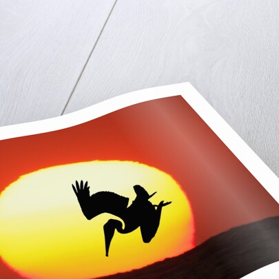 Brown Pelican Diving in Front of Setting Sun by Anonymous