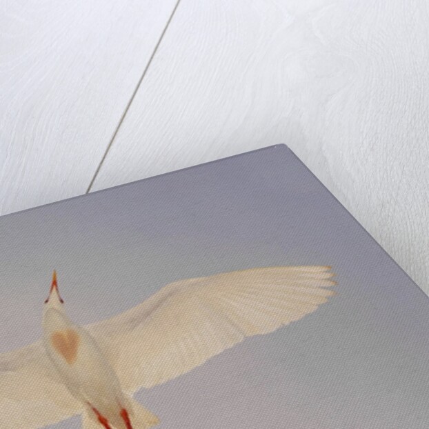 Cattle egret by Anonymous