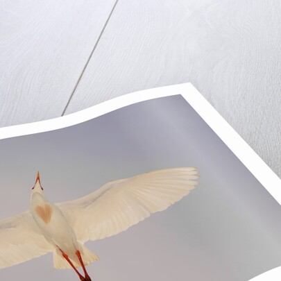 Cattle egret by Anonymous