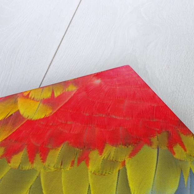 Feathers of a Scarlet Macaw by Anonymous