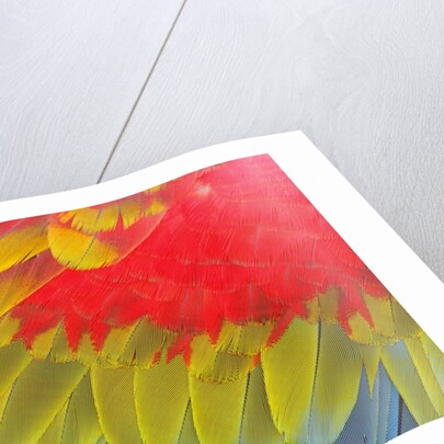 Feathers of a Scarlet Macaw by Anonymous