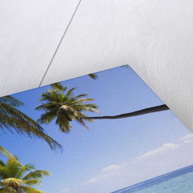 Coconut palm trees shading the beach and lagoon by Anonymous