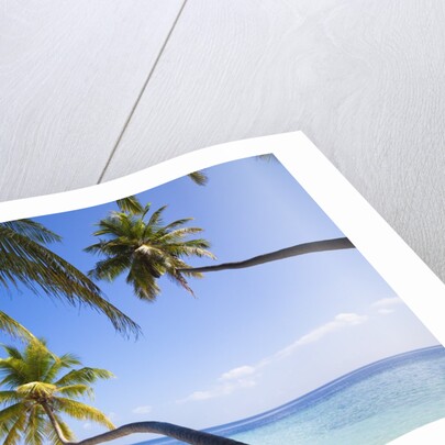 Coconut palm trees shading the beach and lagoon by Anonymous