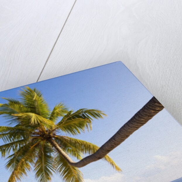 Coconut palm tree by the lagoon by Anonymous