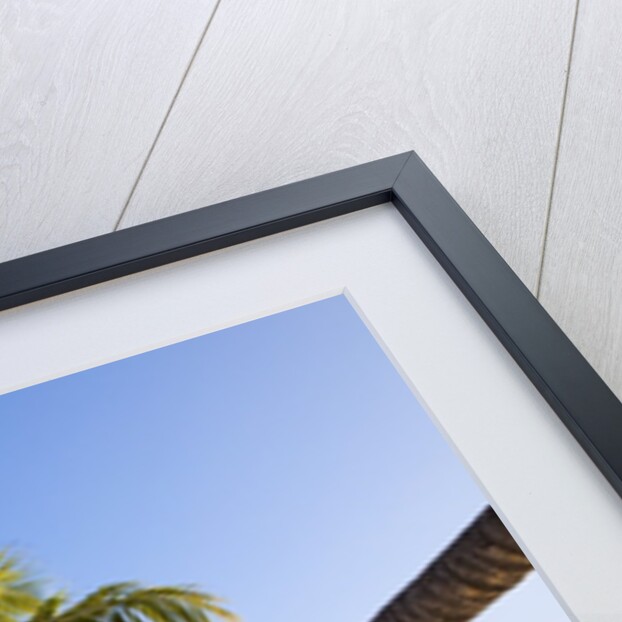 Coconut palm tree by the lagoon by Anonymous