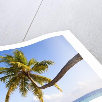 Coconut palm tree by the lagoon by Anonymous