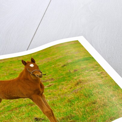 Thoroughbred foal at Stonestreet Farms by Anonymous