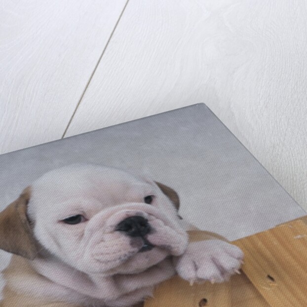 Bulldog in Wooden Box by Anonymous