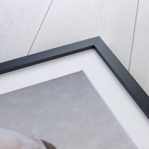 Bulldog in Wooden Box by Anonymous