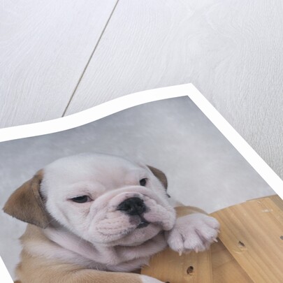 Bulldog in Wooden Box by Anonymous