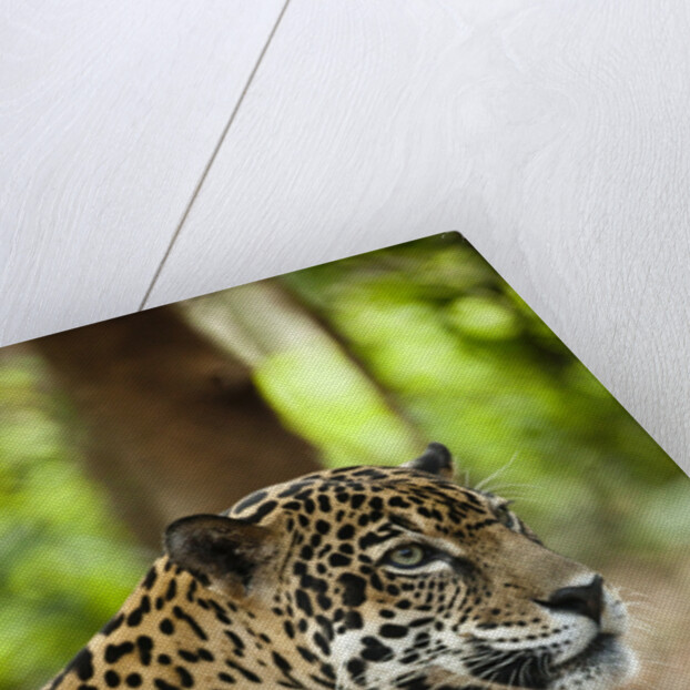 Captive Jaguar at Las Pumas Rescue Shelter by Anonymous