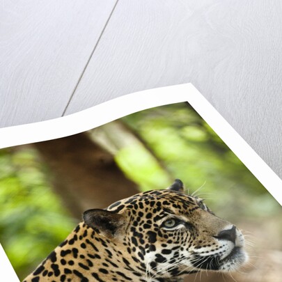 Captive Jaguar at Las Pumas Rescue Shelter by Anonymous