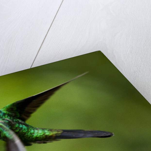 Steely-Vented Hummingbird in Flight by Anonymous