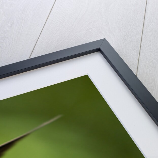 Steely-Vented Hummingbird in Flight by Anonymous