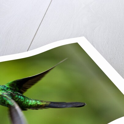 Steely-Vented Hummingbird in Flight by Anonymous