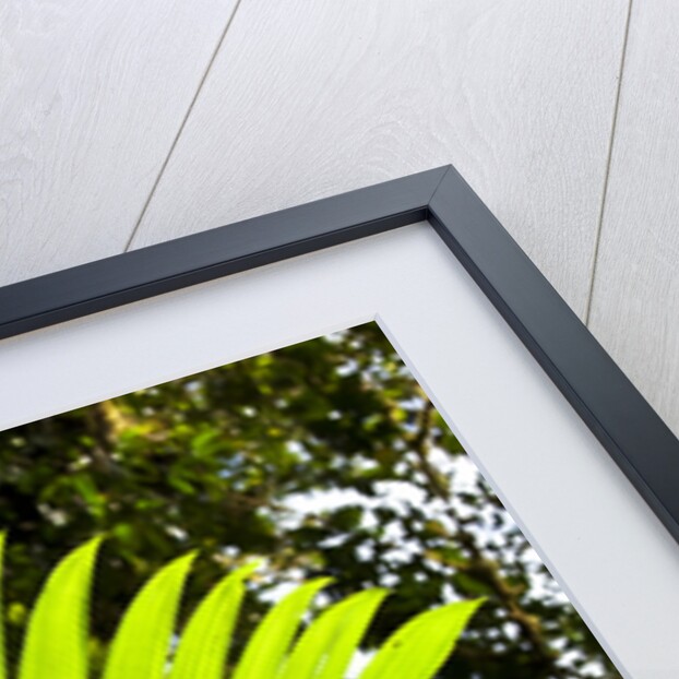Lush Vegetation of Forest Floor at the Los Angeles Cloud Forest Reserve by Anonymous