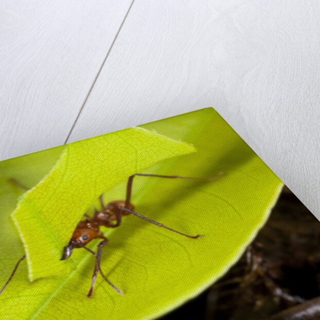 Leaf Cutter Ant in Costa Rica by Anonymous