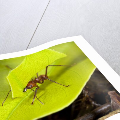 Leaf Cutter Ant in Costa Rica by Anonymous