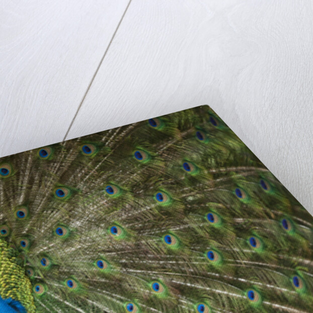 Male Indian Peacock in Costa Rica by Anonymous