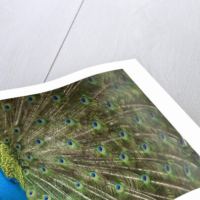 Male Indian Peacock in Costa Rica by Anonymous