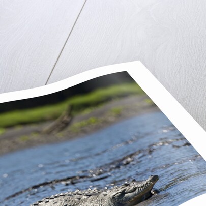 American Crocodile in the Rio Tarcoles River by Anonymous