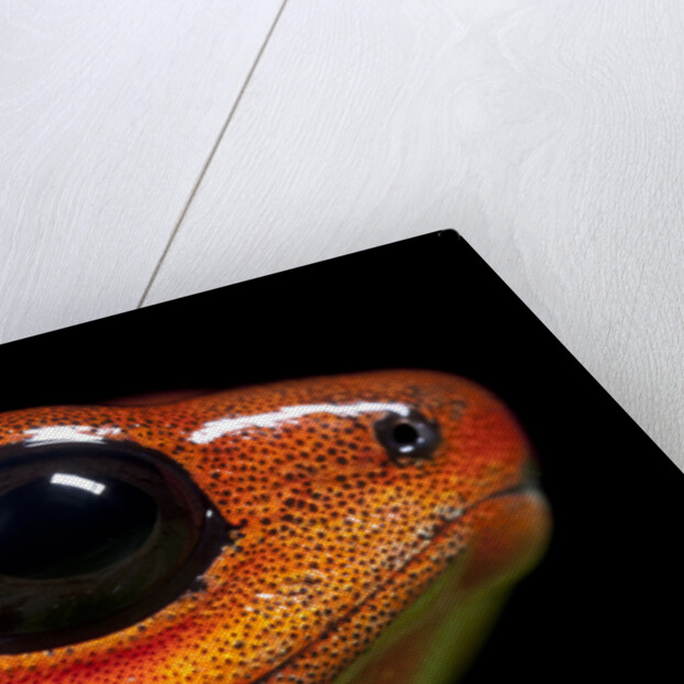 Strawberry Poison Dart Frog in Costa Rica by Anonymous