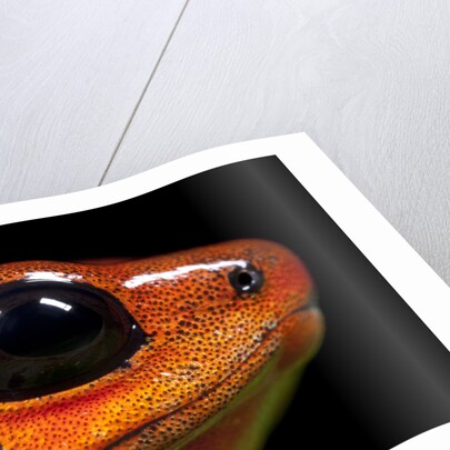 Strawberry Poison Dart Frog in Costa Rica by Anonymous