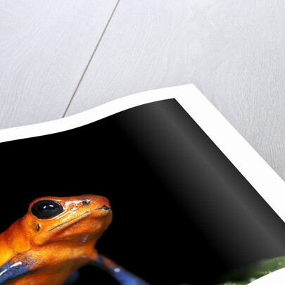Strawberry Poison Dart Frog in Costa Rica by Anonymous