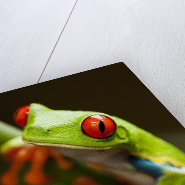 Red-eyed tree frog on stem by Anonymous