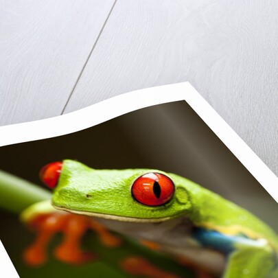 Red-eyed tree frog on stem by Anonymous
