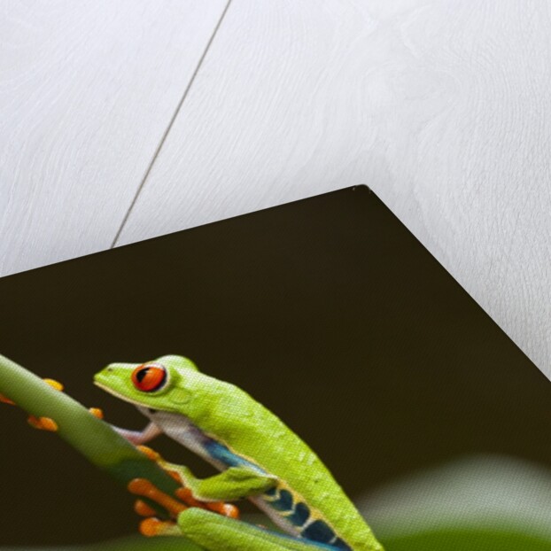 Tree Frog in Costa Rica by Anonymous