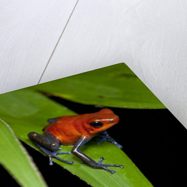 Strawberry Poison Dart Frog in Costa Rica by Anonymous