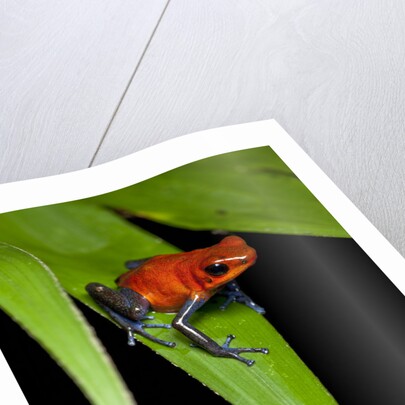 Strawberry Poison Dart Frog in Costa Rica by Anonymous