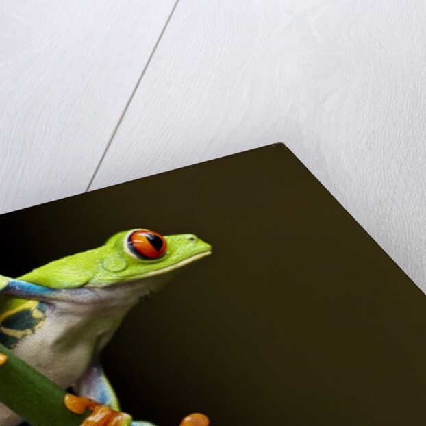 Red-Eyed Tree Frog in Costa Rica by Anonymous