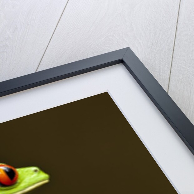 Red-Eyed Tree Frog in Costa Rica by Anonymous