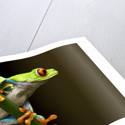 Red-Eyed Tree Frog in Costa Rica by Anonymous