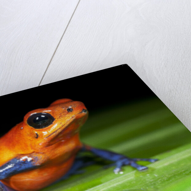 Strawberry Poison Dart Frog in Costa Rica by Anonymous