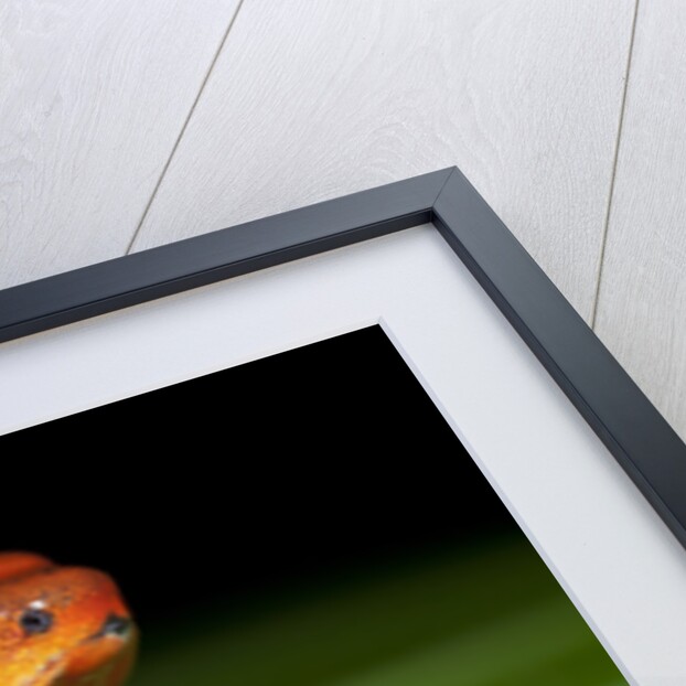 Strawberry Poison Dart Frog in Costa Rica by Anonymous