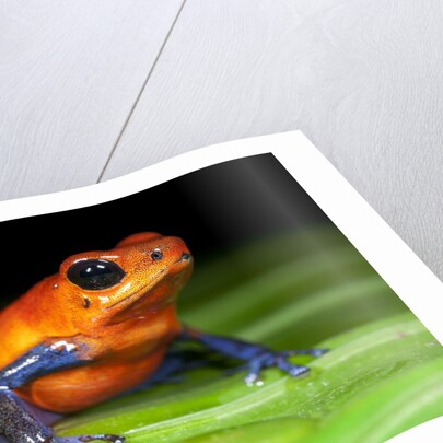 Strawberry Poison Dart Frog in Costa Rica by Anonymous