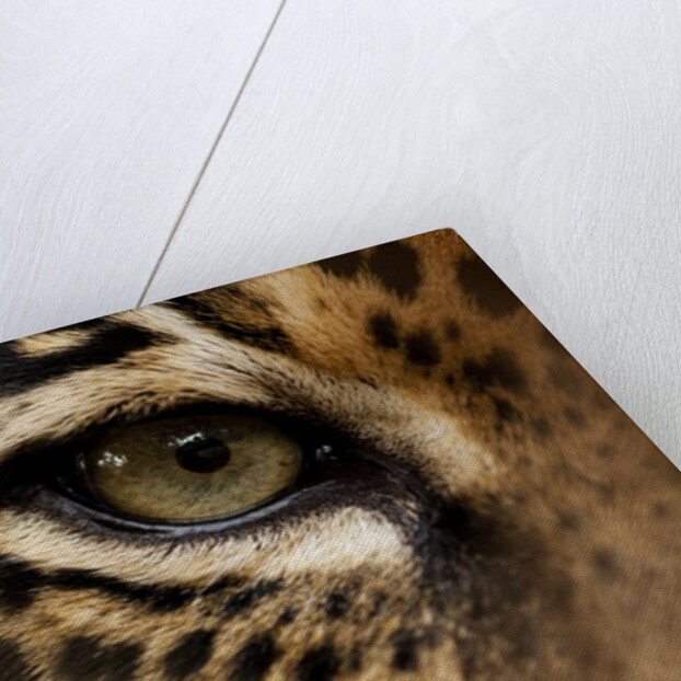 Captive Jaguar at Las Pumas Rescue Shelter by Anonymous