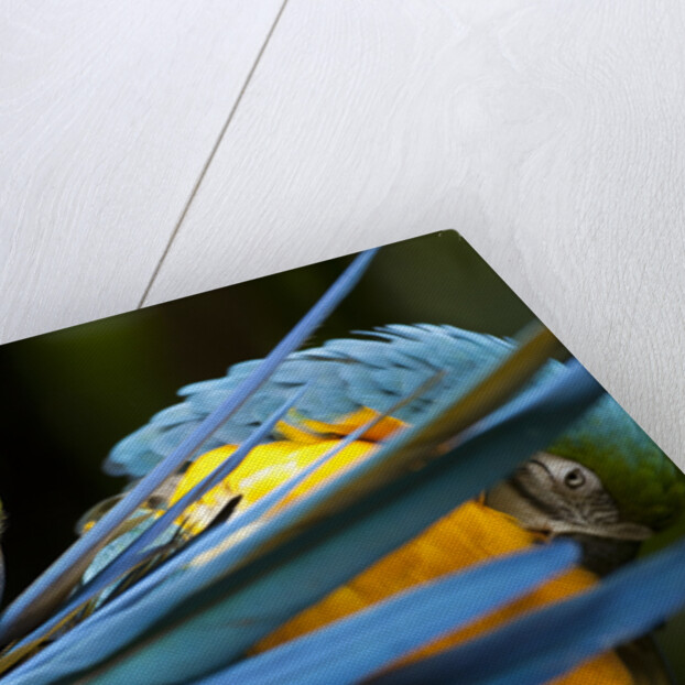 Blue-and-gold Macaws at Zoo Ave Park by Anonymous
